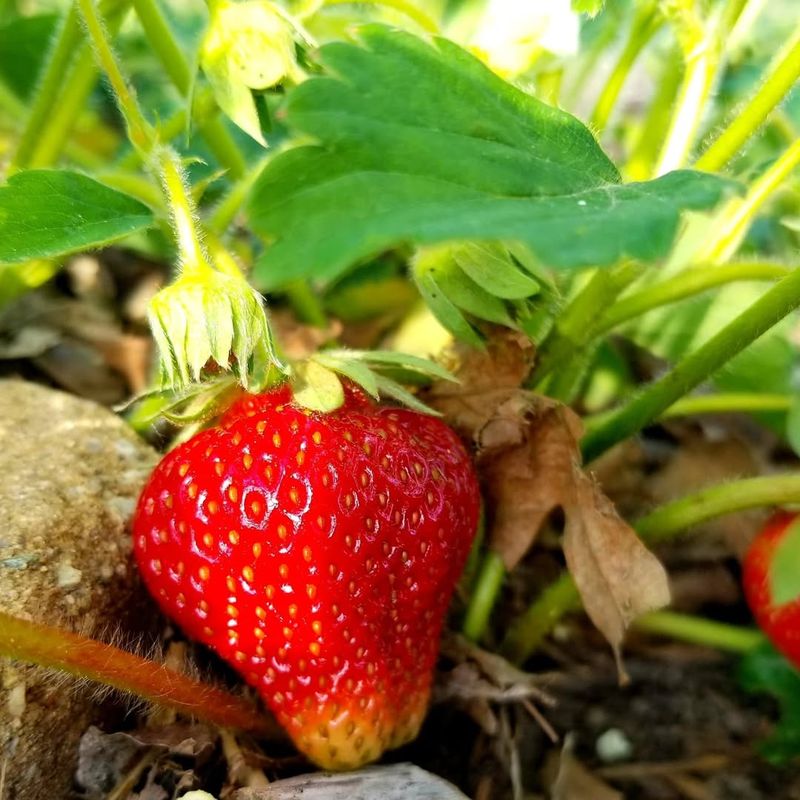 Strawberry Plants