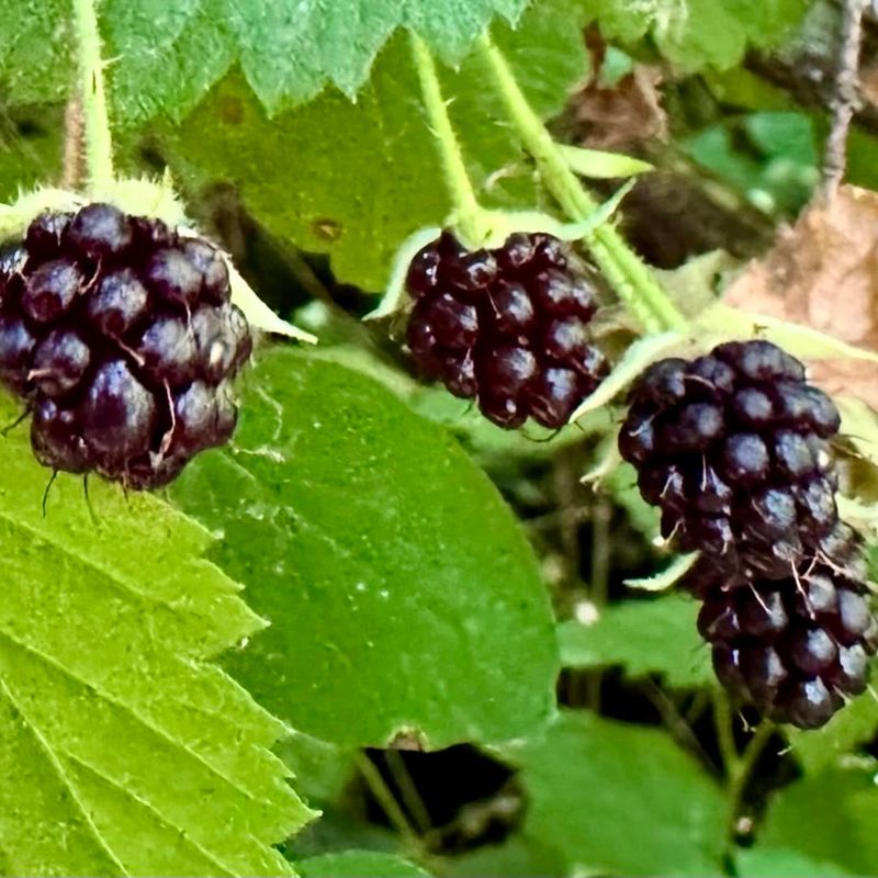 Blackberry