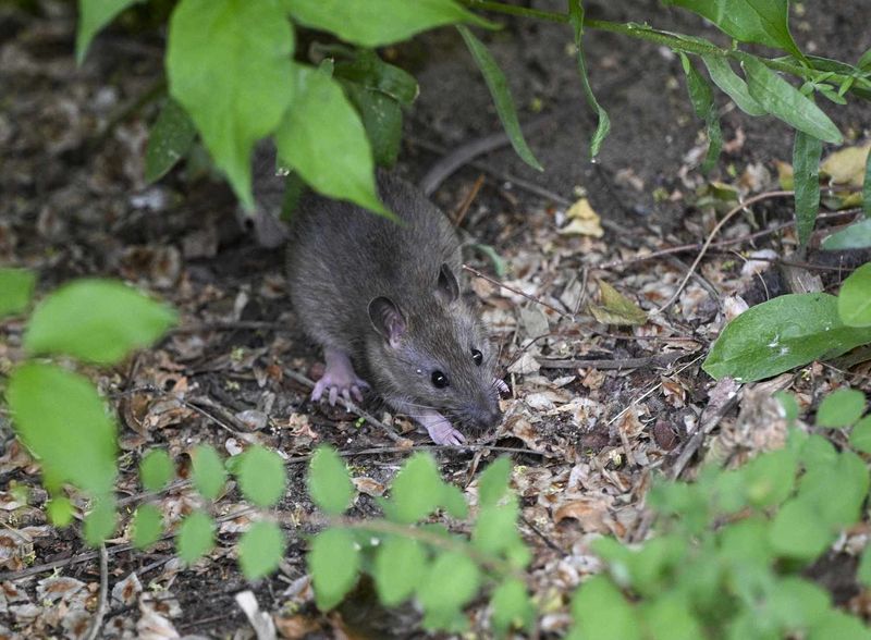 Cool Spring Weather Ramps Up Rat Activity Around Feeders