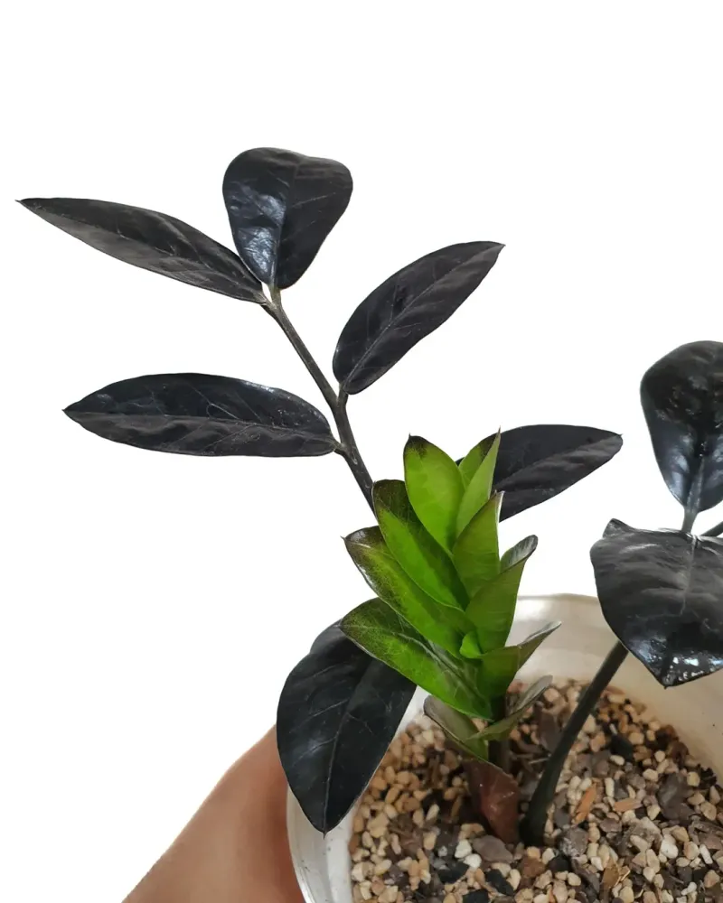 Bright Indirect Light Helps The Plant Grow Stronger