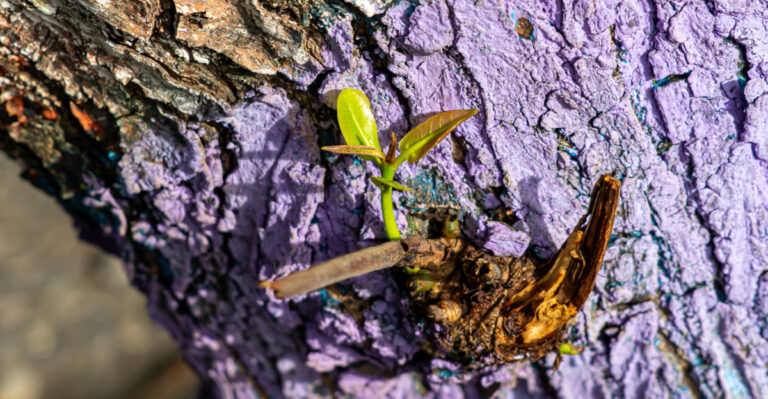 Reasons Trees Are Painted Purple In Missouri