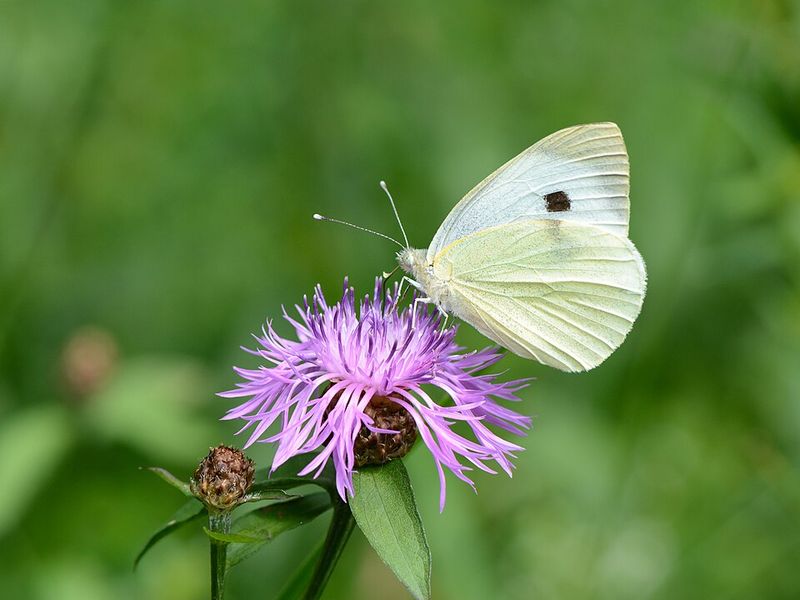 Cabbage White Patrols Gardens And Adds Early Spring Movement