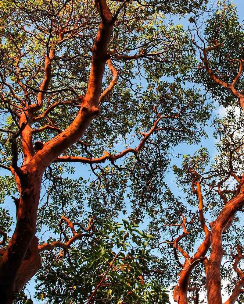 Pacific Madrone 