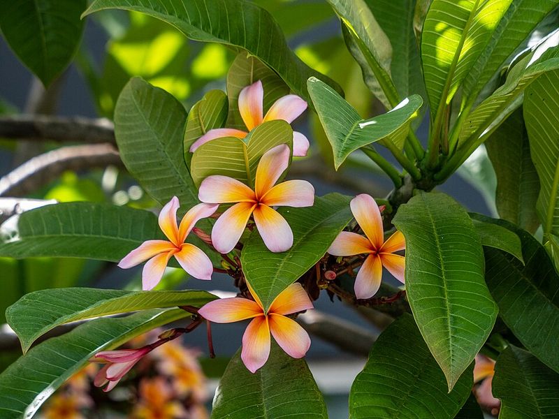 Plumeria Needs Real Warmth To Start Growing