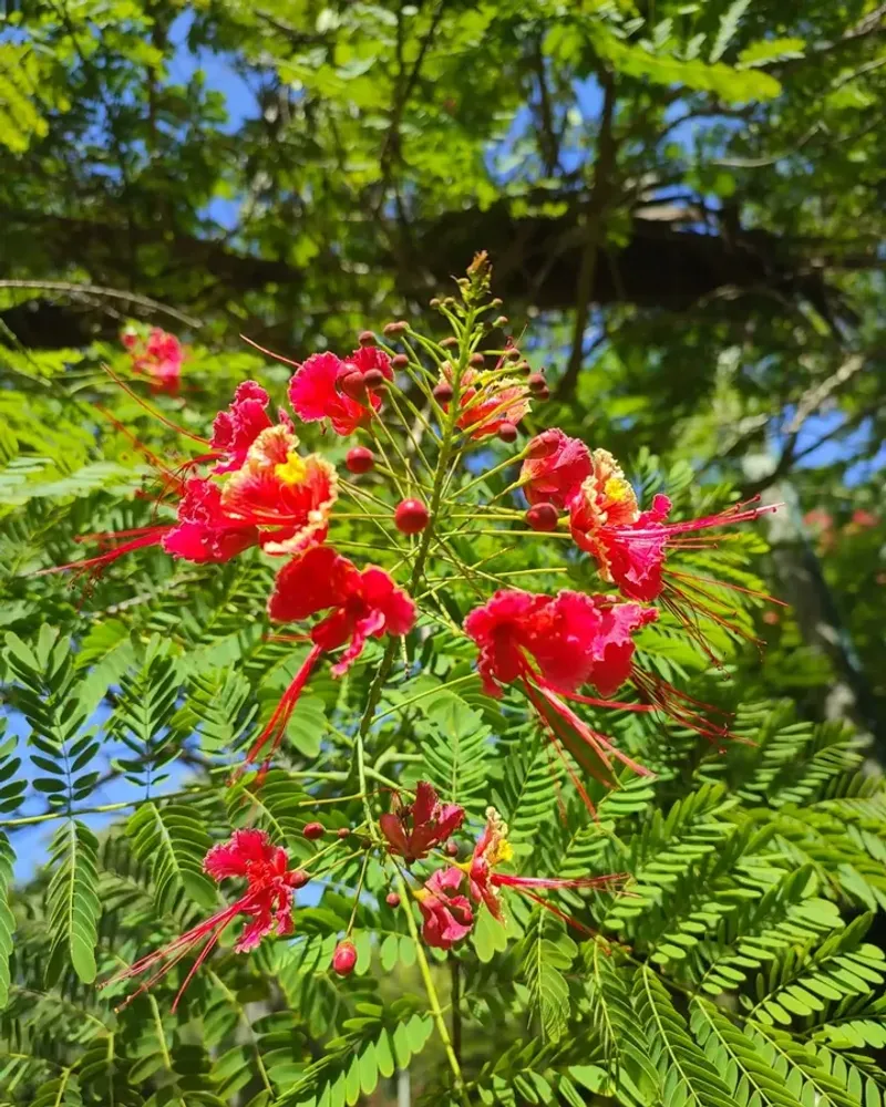 Deep Watering Helps Roots Establish Before Heat Sets In