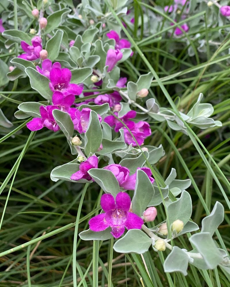 Texas Sage That Steals The Show