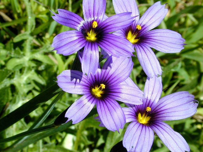 Blue-Eyed Grass Adds Cheerful Spring Color
