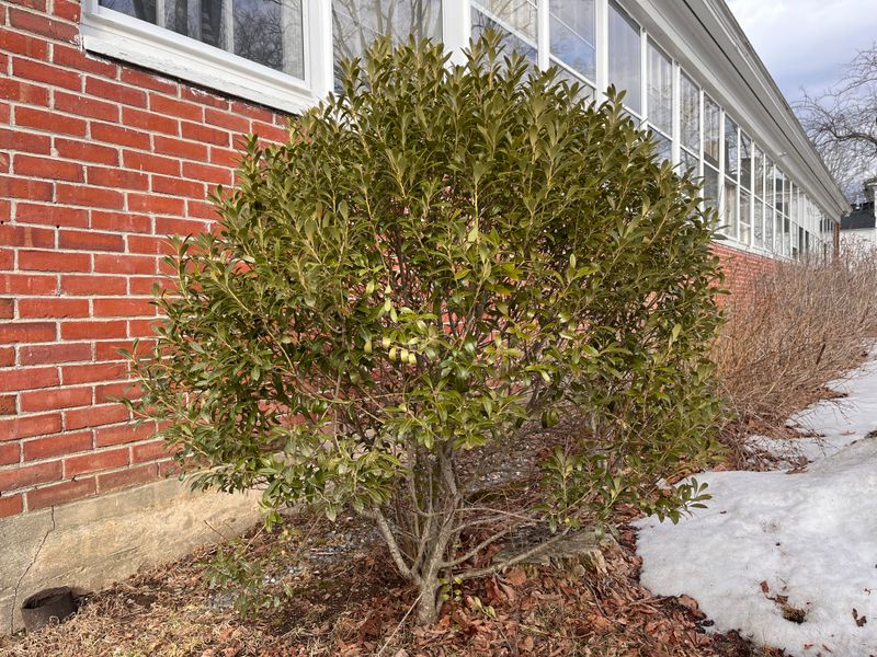 Gallberry Becomes Dense And Beautiful With Attention