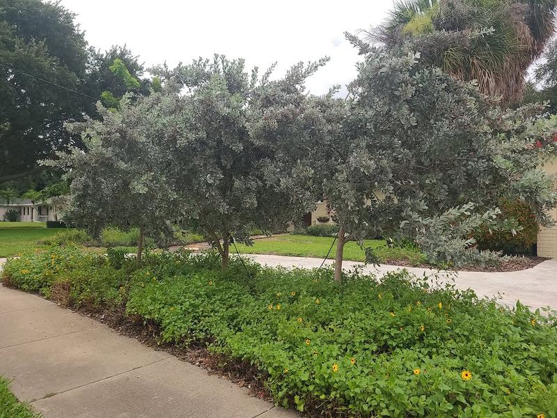 Buttonwood Handles Dry Coastal Conditions Well