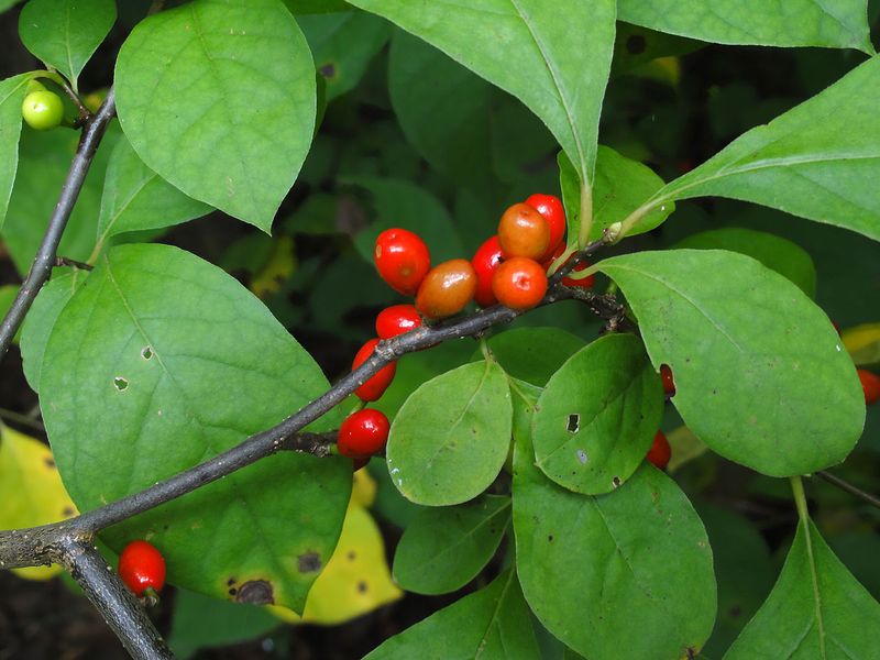 Spicebush (Lindera Benzoin)