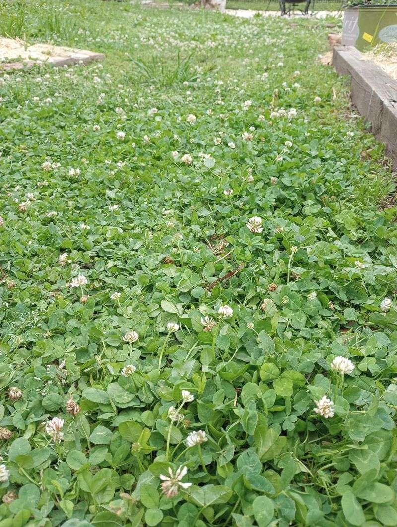 White Clover Forms A Living Nitrogen Rich Ground Cover