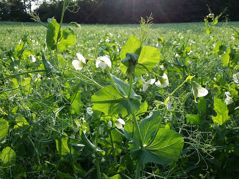 Austrian Winter Peas Improve Soil Nitrogen During Cool Weather