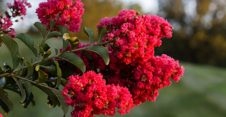 Red Crape Myrtle Varieties That Stand Out In Florida Gardens
