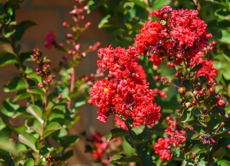 Petite Red Imp Brings Bright Red Blooms To Small Florida Spaces