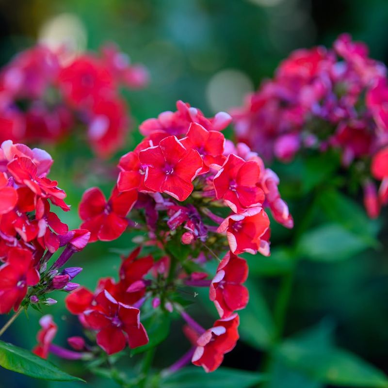 Garden Phlox Covers Plants In Full Blooms Through The Season
