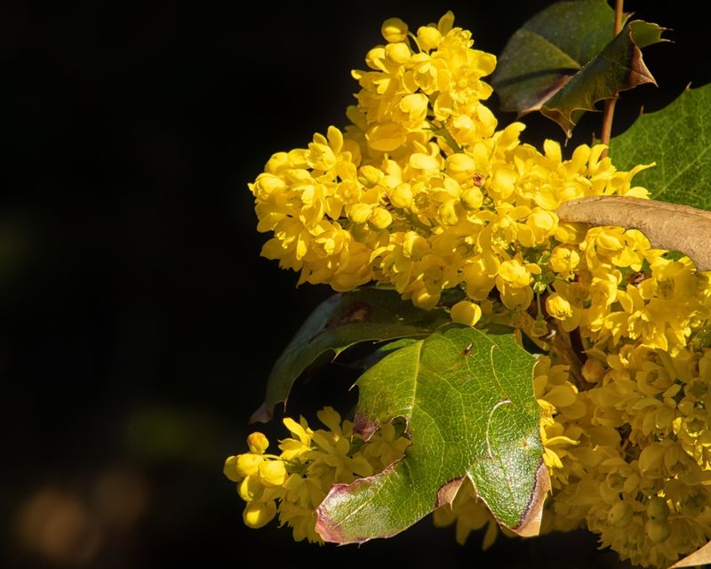 Oregon Grape