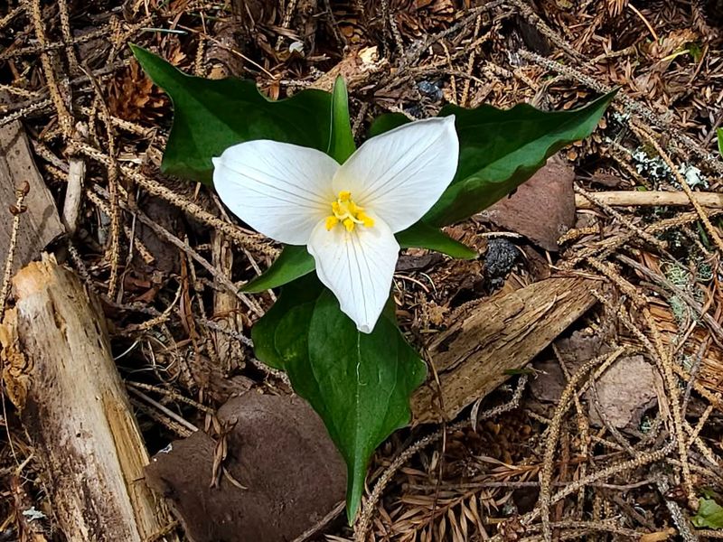 Western Trillium
