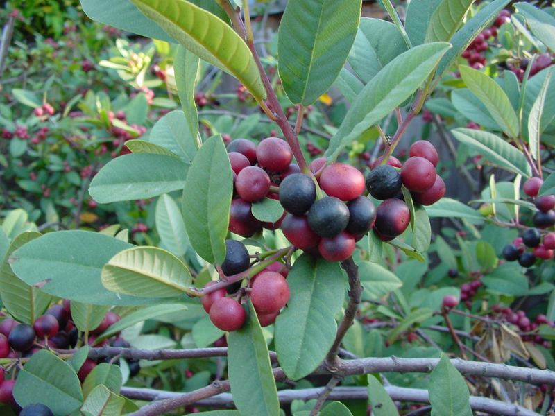 Coffeeberry