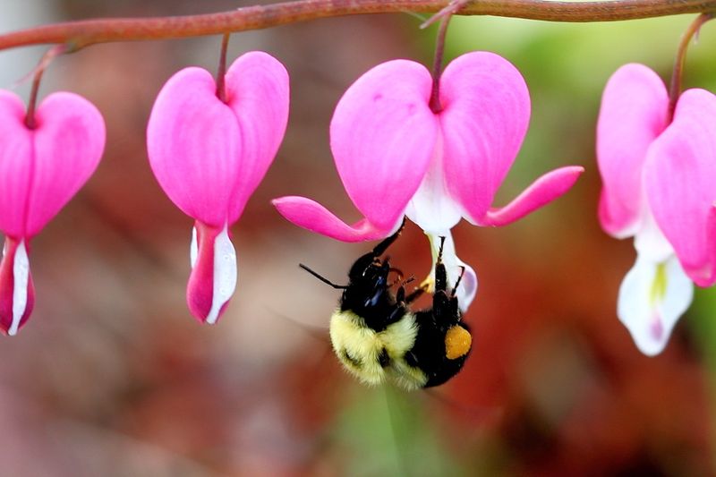 Pacific Bleeding Heart