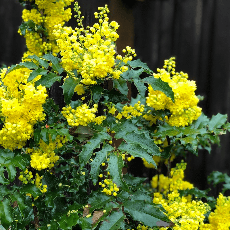 Oregon Grape Wakes Up Spring With Bright Yellow Flowers