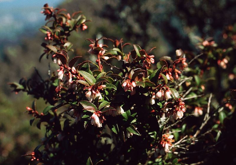 Evergreen Huckleberry Forms Dense Wind-Resistant Growth