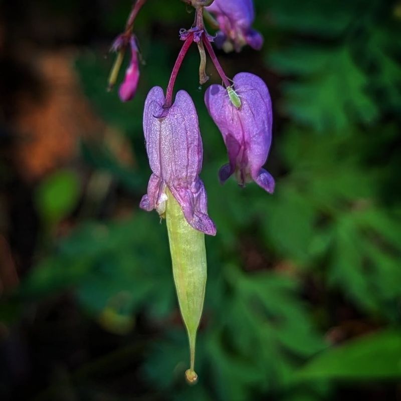 Pacific Bleeding Heart (Dicentra formosa)