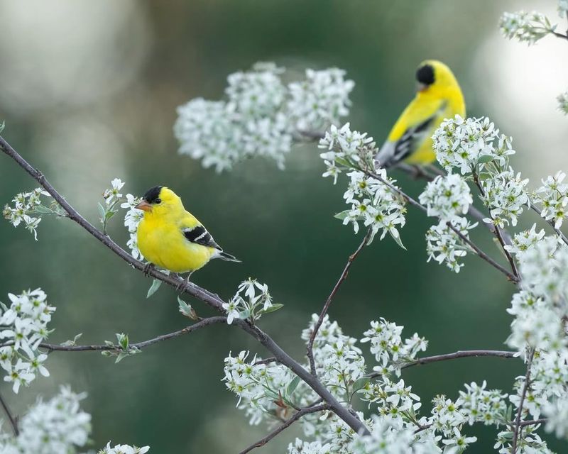 Serviceberry (Amelanchier alnifolia)