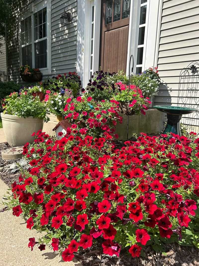 Red Petunias (Petunia Spp.)