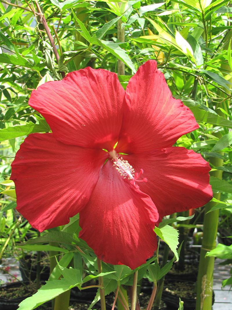 Hardy Hibiscus Brings Large Red Blooms With A Tropical Feel
