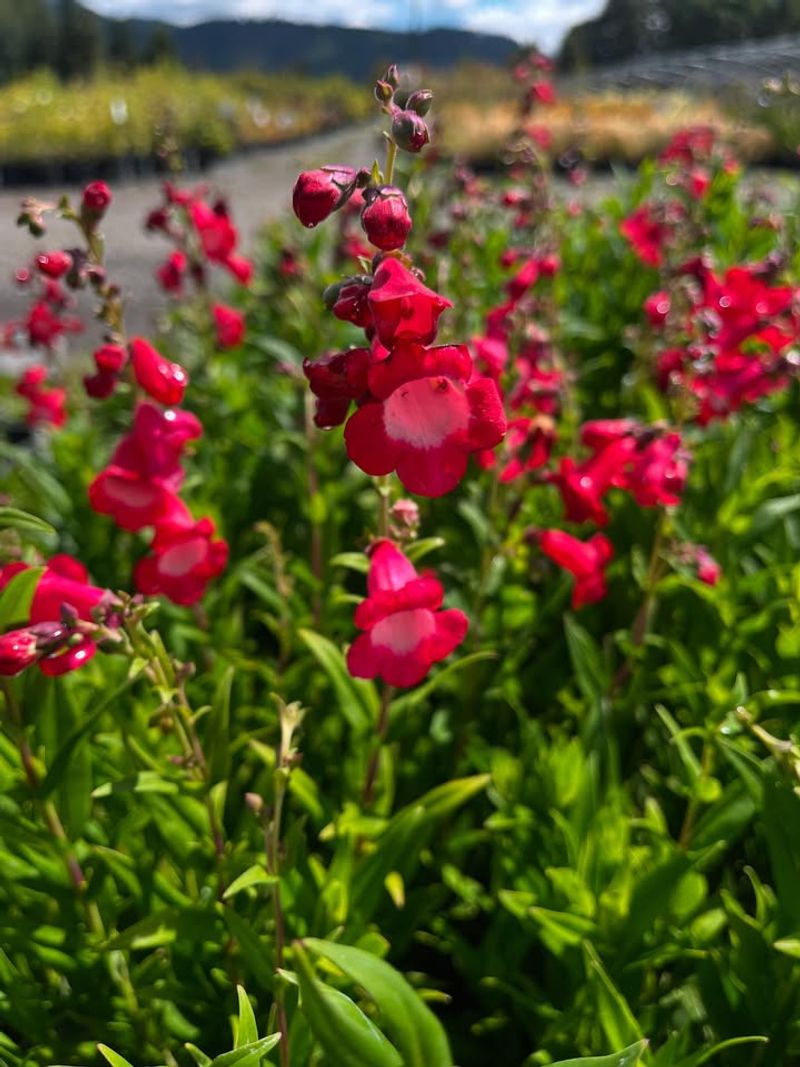 Penstemon