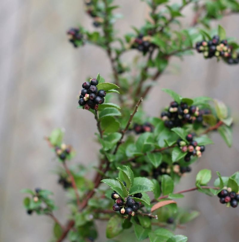 Evergreen Huckleberry Keeping Gardens Lively Year-Round