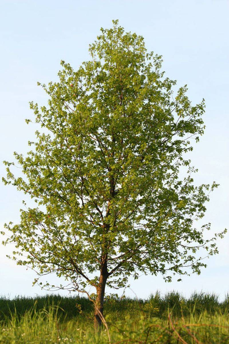Hybrid Poplar (Populus Deltoides x Populus Nigra)