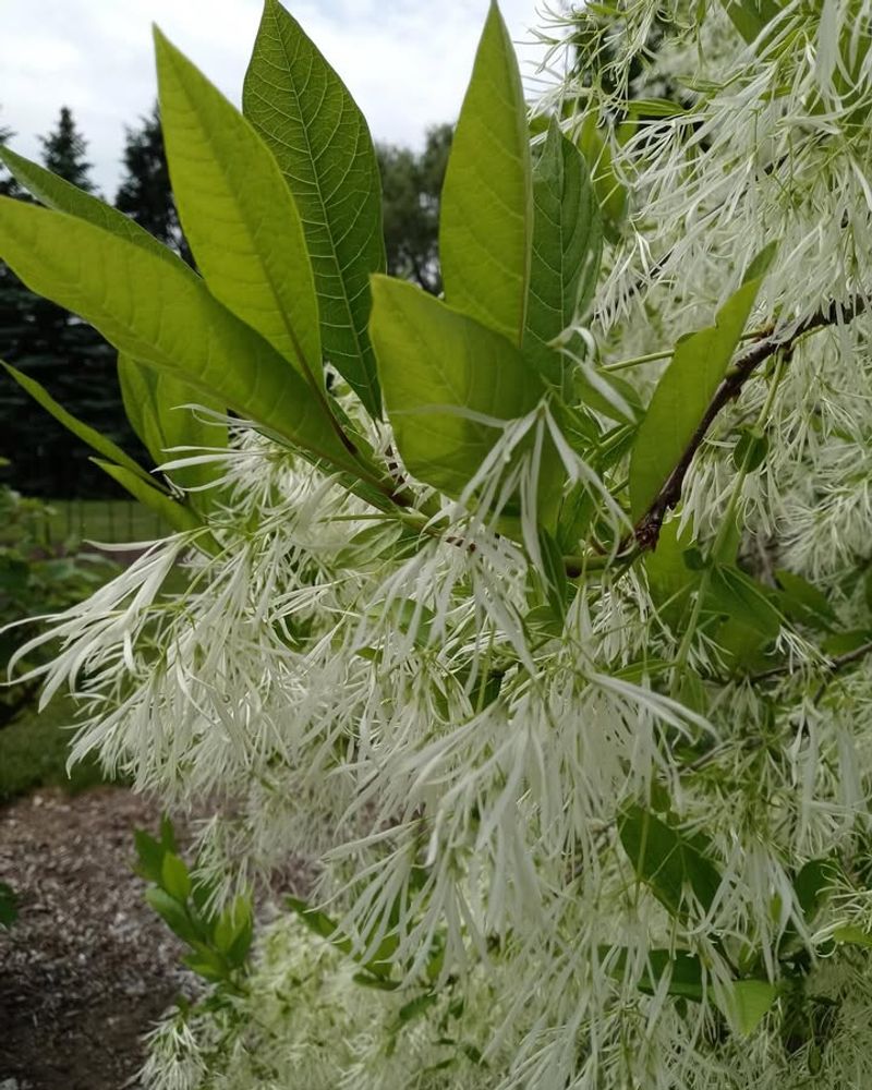 Fringe Tree Stands Out With Soft White Blooms