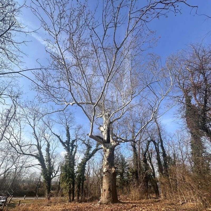 American Sycamore Thrives In Atlanta's Moist Conditions