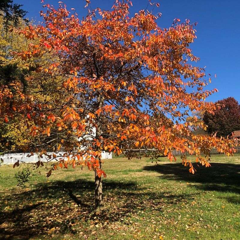 Black Gum Builds Strong Roots Before Summer Heat Arrives