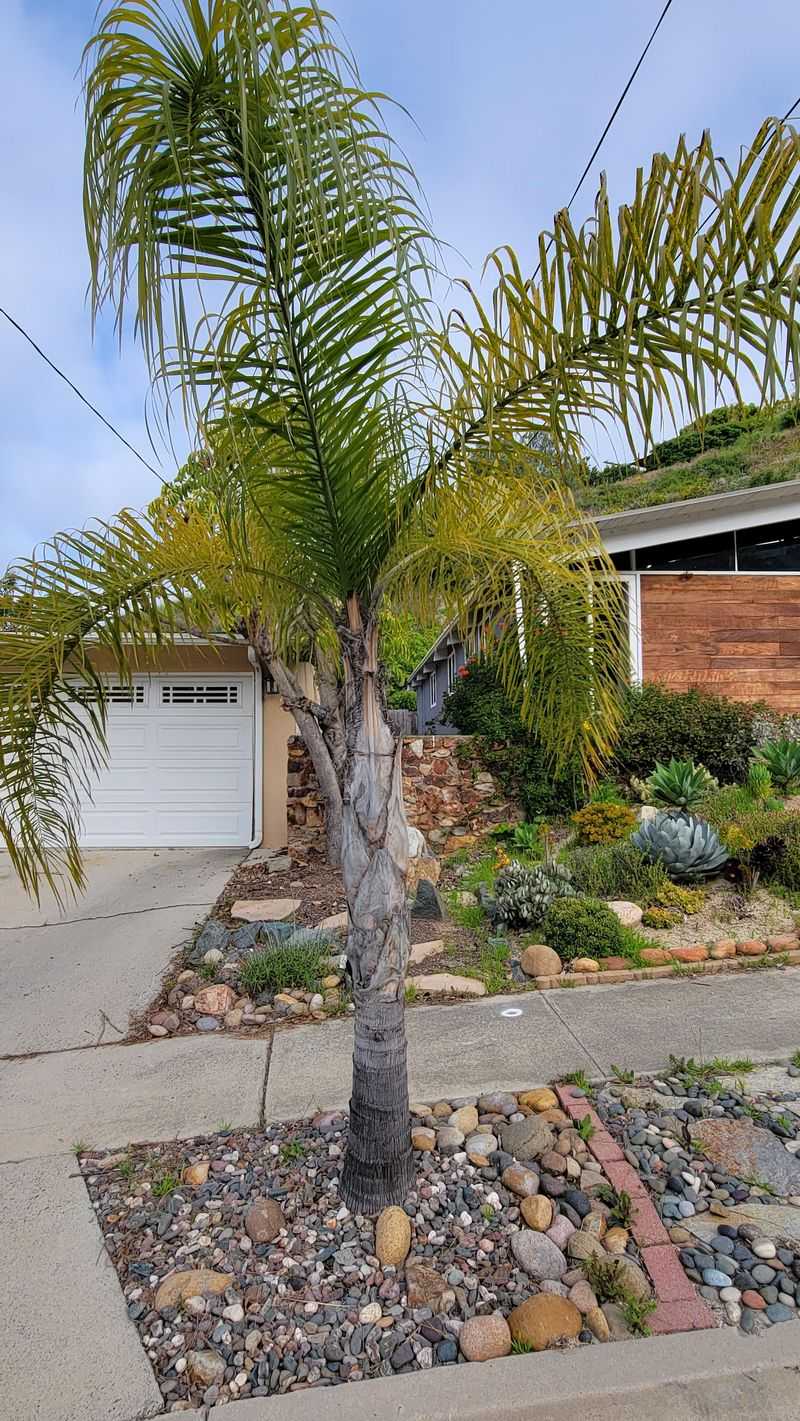 Queen Palm Needs Constant Care To Look Good