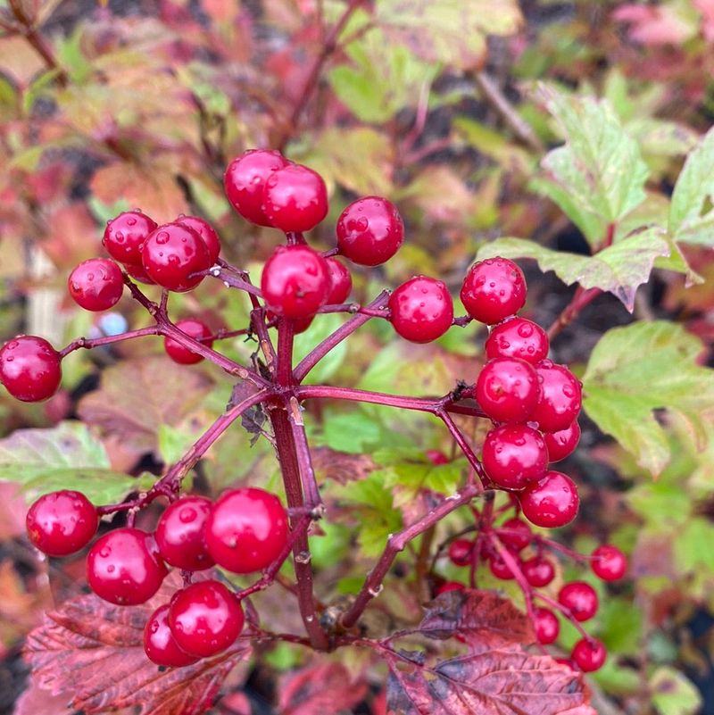 American Cranberrybush Viburnum Offers Flowers Fruit And Cover