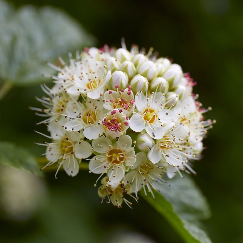 Pacific Ninebark (Physocarpus capitatus)