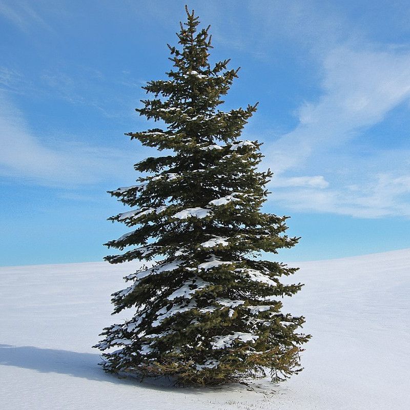 White Spruce Handles Extreme Cold