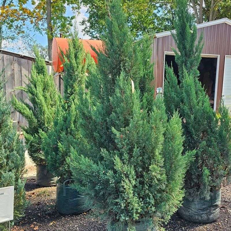 Juniper (Common Juniper)