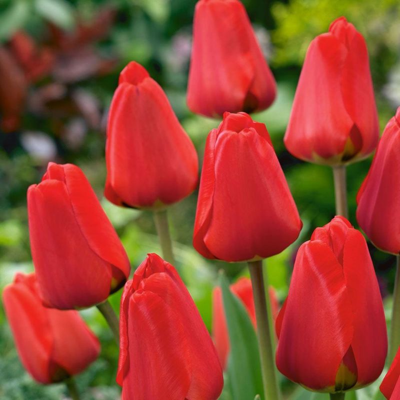 Red Tulips (Tulipa Spp.)