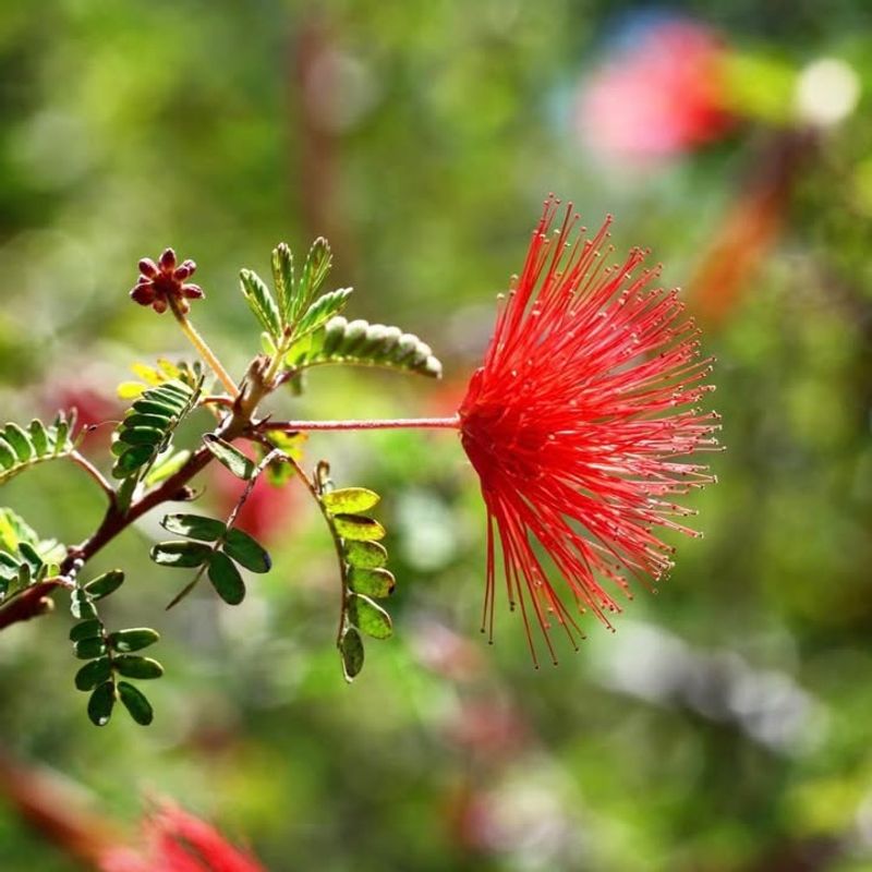 Grows Well In Fast Draining Soil Without Extra Amendments