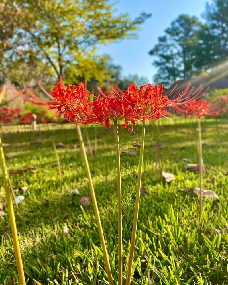 Choosing The Right Light Helps Encourage Autumn Blooms