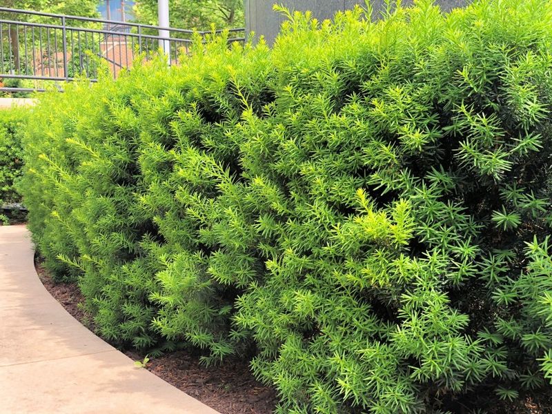 Yew (Taxus Spp.)