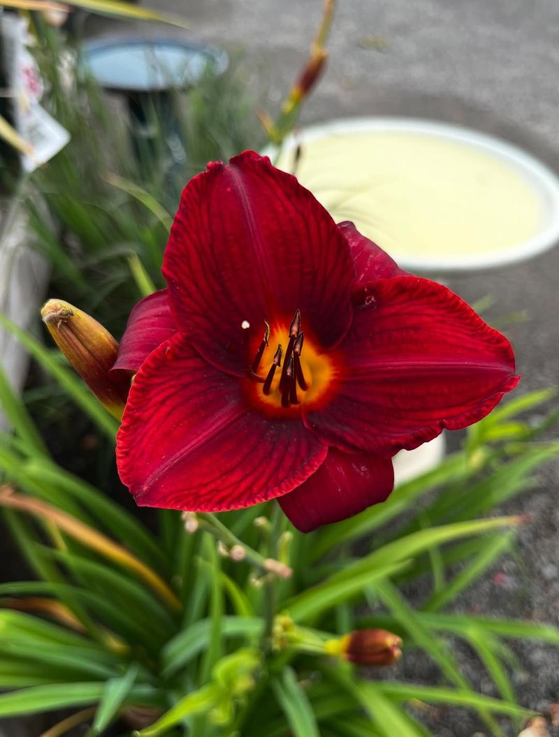 Red Daylilies (Hemerocallis Spp.)