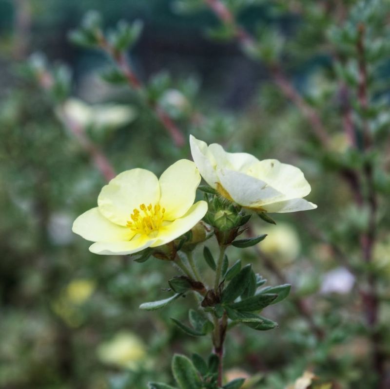 Potentilla