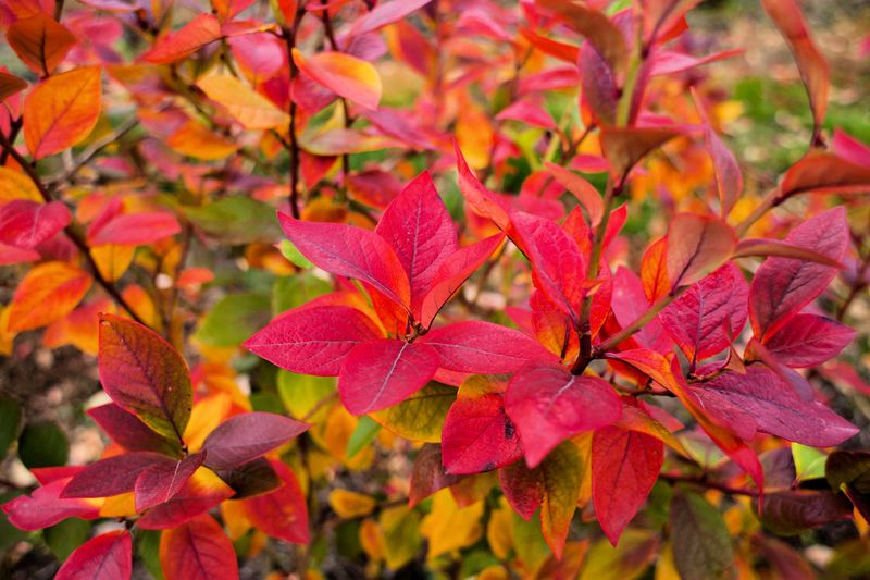 Virginia Sweetspire Adds Fiery Fall Color Without Becoming Invasive