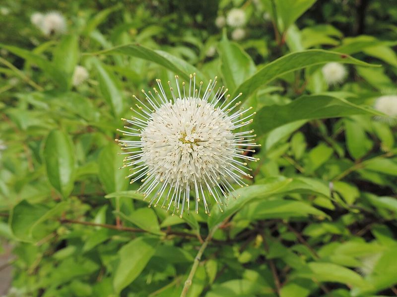 Buttonbush Can Be Pruned In March To Guide Its Shape