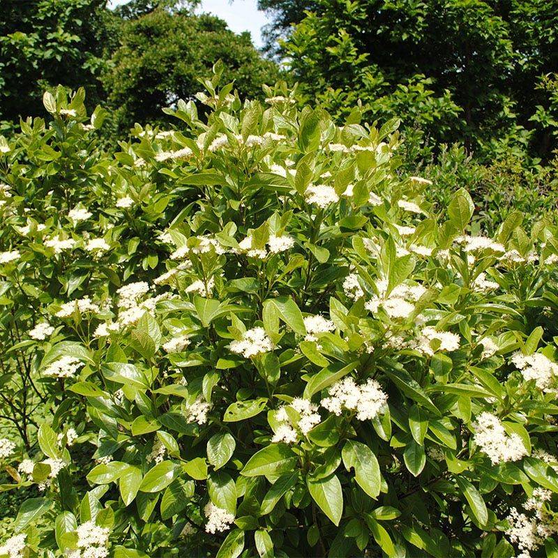 Viburnum Gets Moving Before Many Yards Catch Up