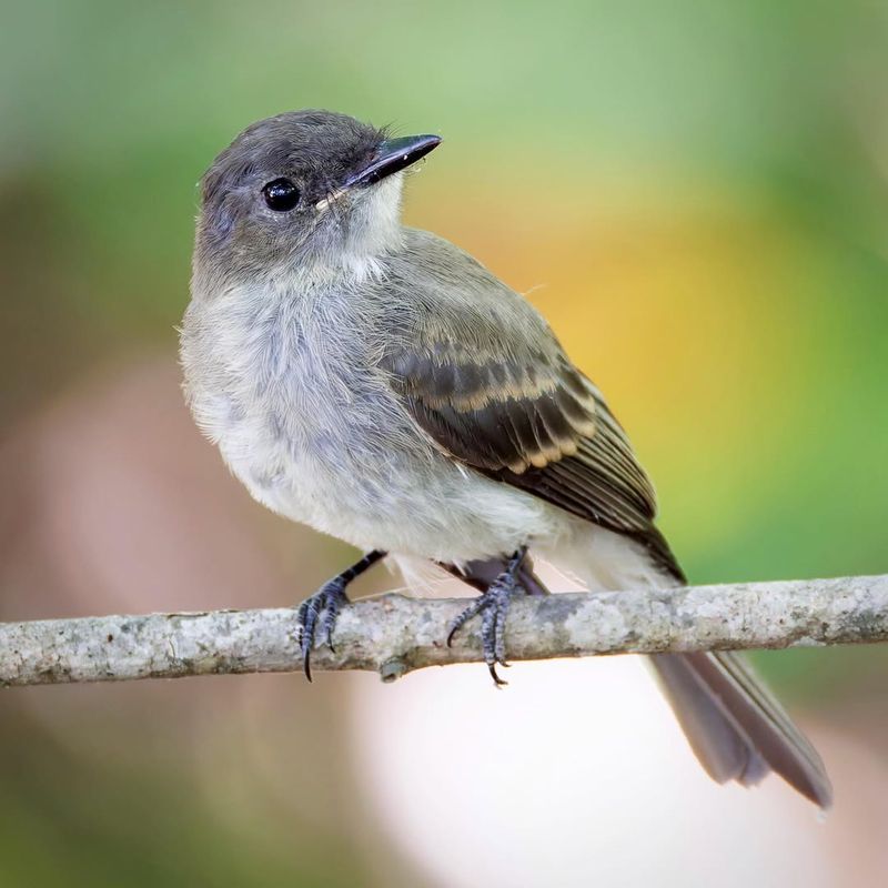 Eastern Phoebe The Tiny Songbird With Attitude
